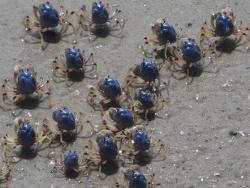 Light blue soldier crabs
